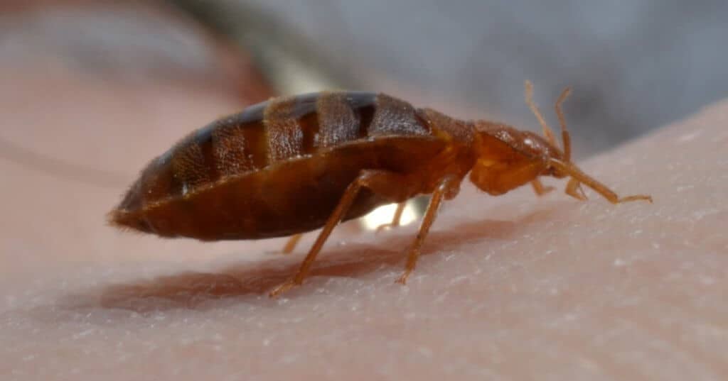 How To Get Rid Of Bed Bugs