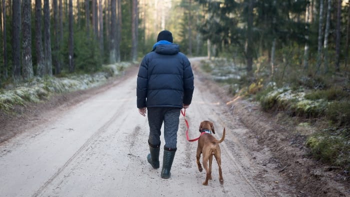 Top Tips for Full Time RVing With Pets