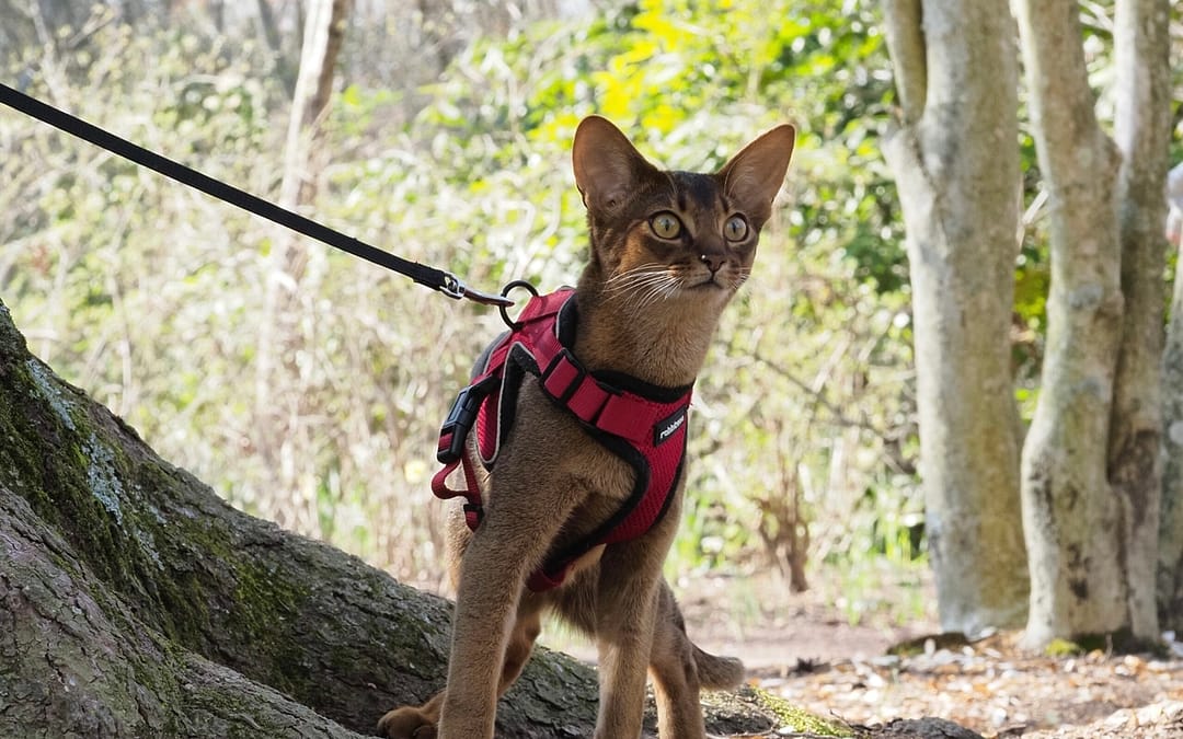 Cat on a leash that is perfect for RVing with cats