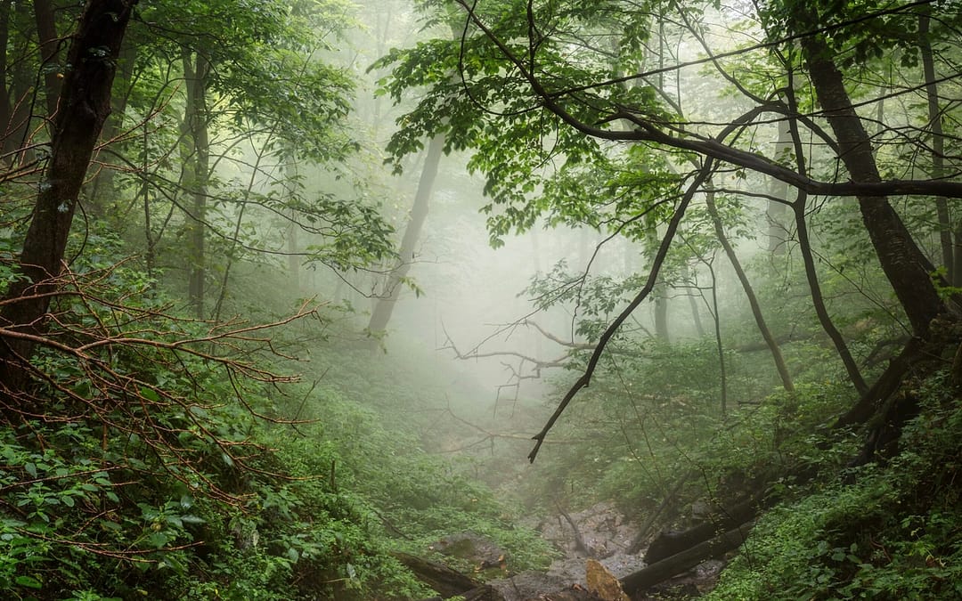 Camping in the rain in the forest