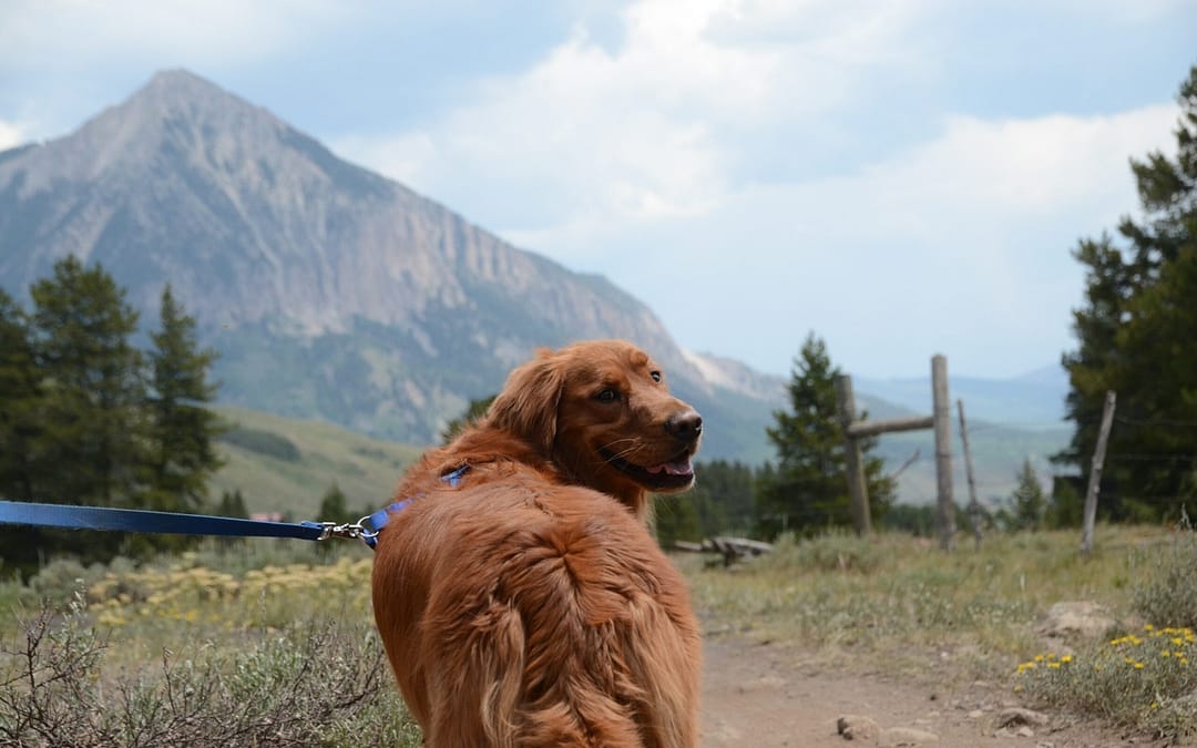 The 12 Most Dog Friendly National Parks in the US