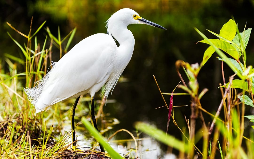 Everything You Need to Know About Camping in the Everglades