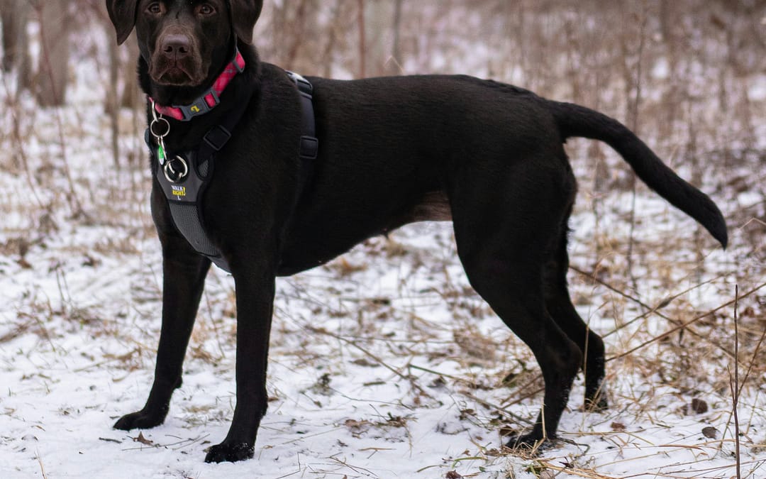 Winter Camping With Dogs: 10+ Important Things to Know