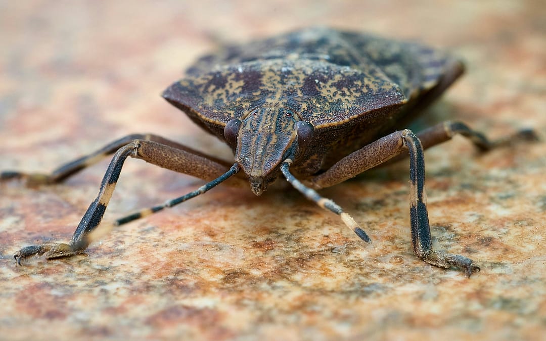 A stink bug, something you don’t want in your RV