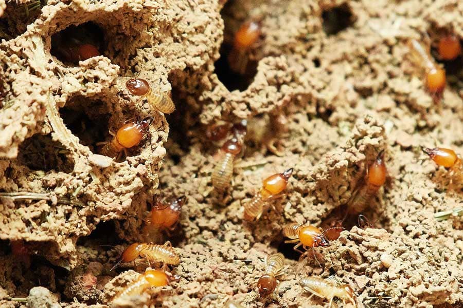 5 Things To Know About Termite Treatment