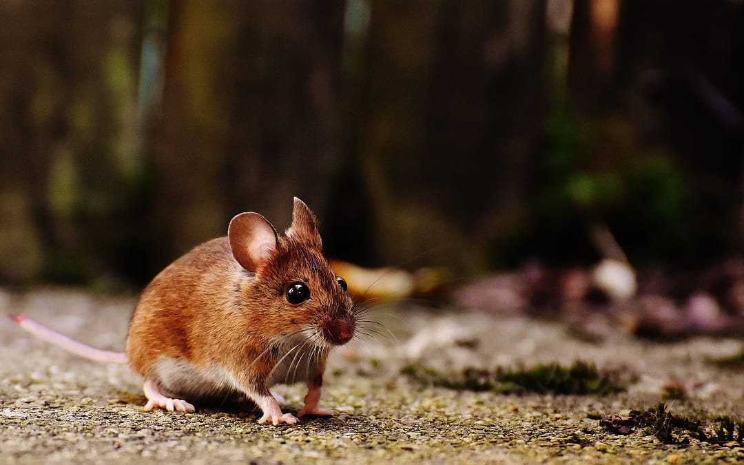 11 Tips for Getting Rid of and Avoiding Mice in Your RV