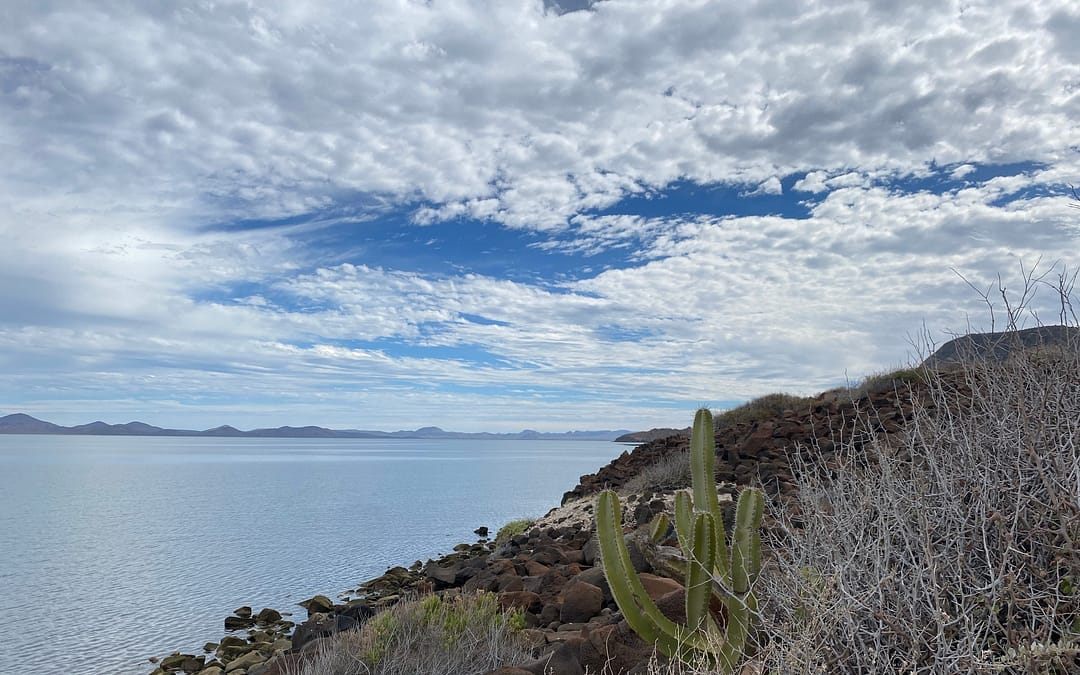Ocean and cactus near Baja Mexico camping