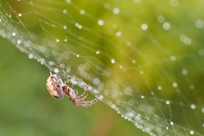 Understanding the Science Behind Spider Misting Systems