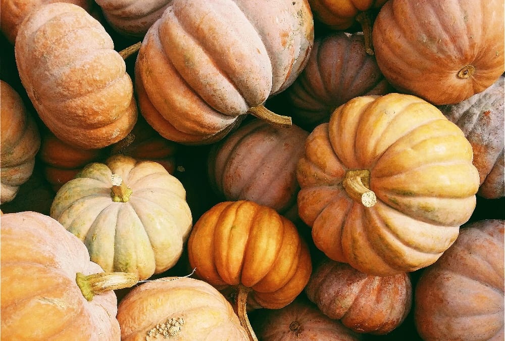 Various pumpkins piled together