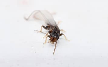 termite