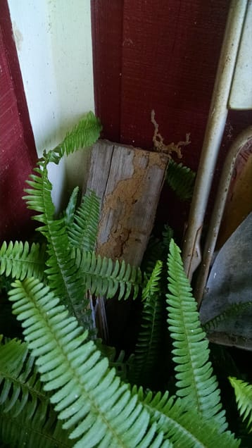 termite trails on wood