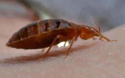 How To Get Rid Of Bed Bugs