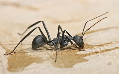 How do Exterminators Get Rid of Carpenter Ants