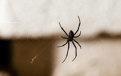 The Best Ways to Get Rid of Spiders