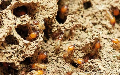 5 Things To Know About Termite Treatment