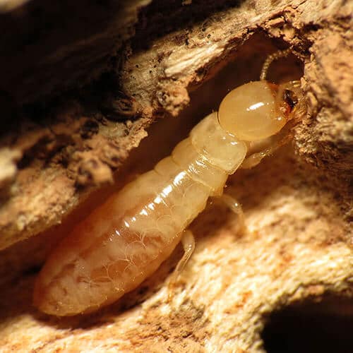 Termite Pest Control