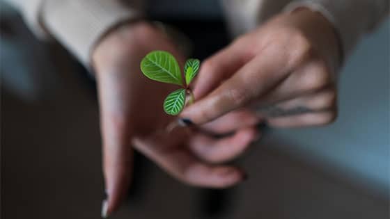 a person holding a green plant in the palm of their hands; image used for blog post about how to keep not-for-profits growing and building