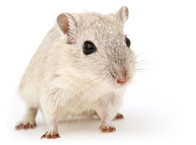 Rodent Control