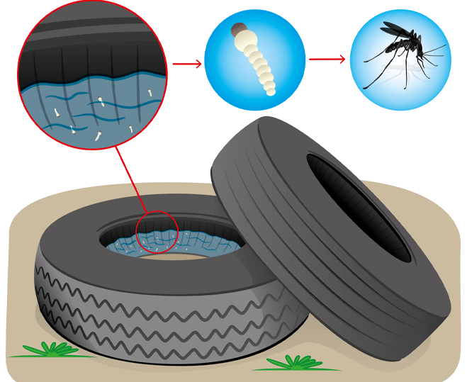 mosquito life cycle diagram