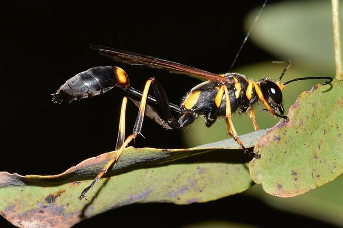 automated insect misting systems