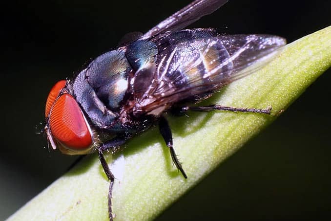 automated insect misting systems