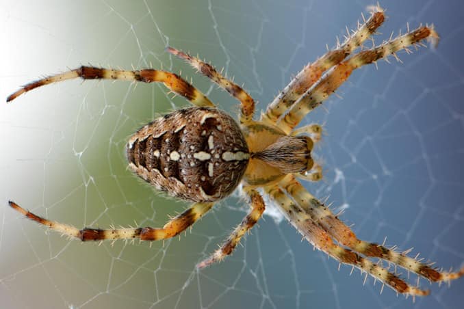 spider automated insect misting systems
