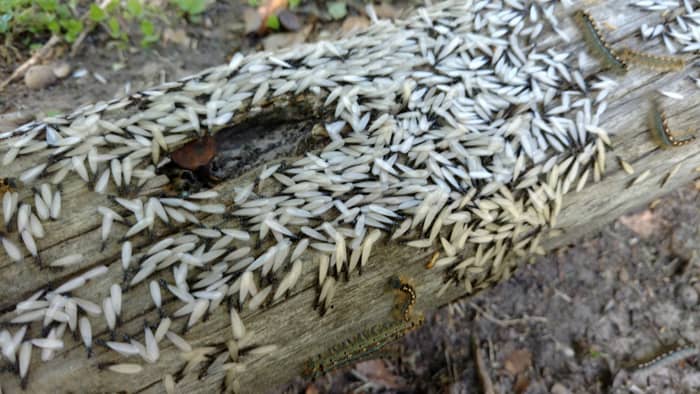 drywood termites