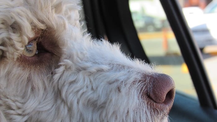 close up on dog looking out car window