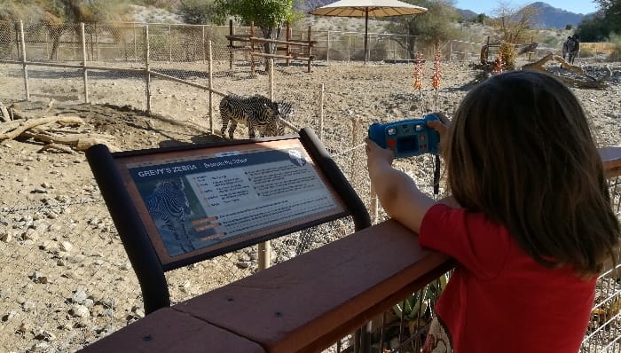 child taking pictures of zebra at the zoo