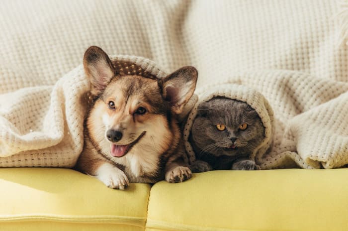 funny pets under a blanket