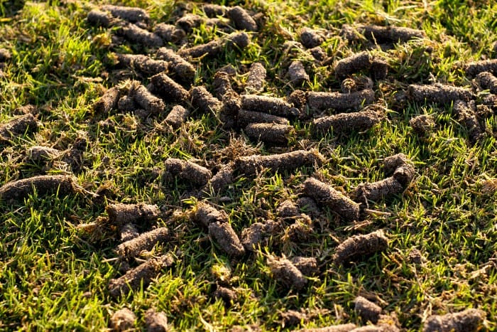 aerated lawn