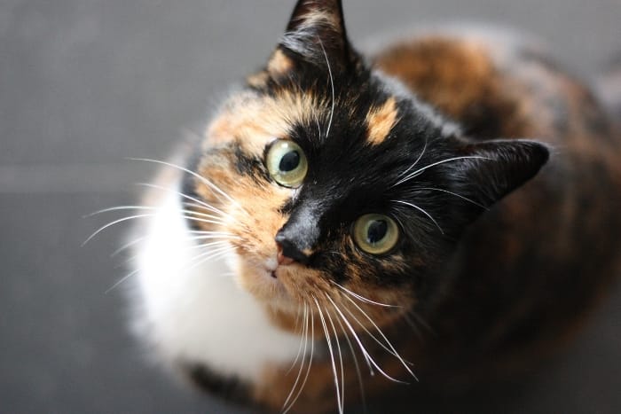 cat looking at a spider