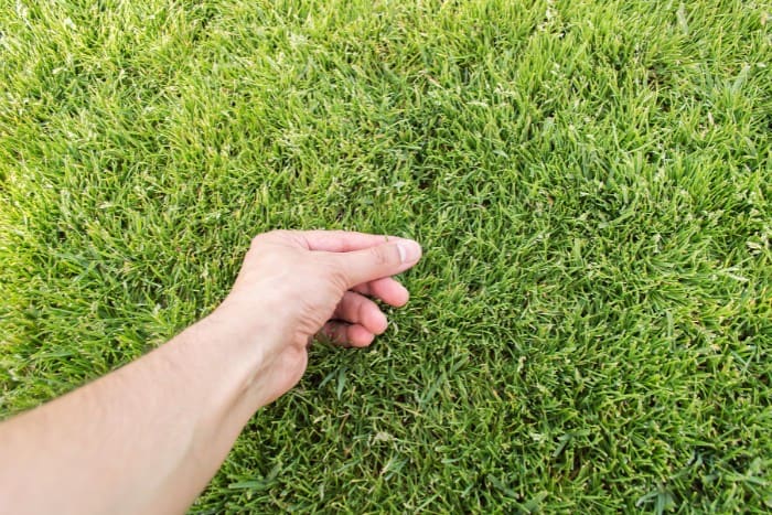 Hand inspecting grass thickness for lawn winterization preparation