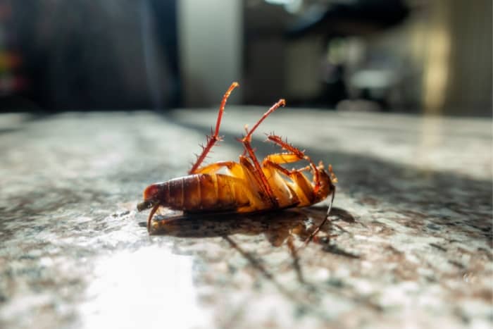 dead cockroach