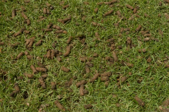 Lawn after core aeration with soil plugs on the grass surface