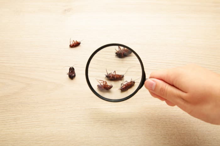 dead cockroaches on floor