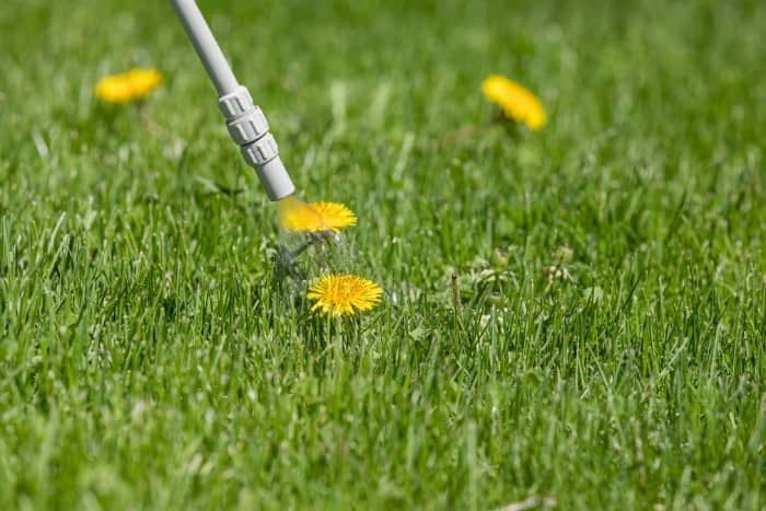 herbicide sprayed on a lawn with dandelions