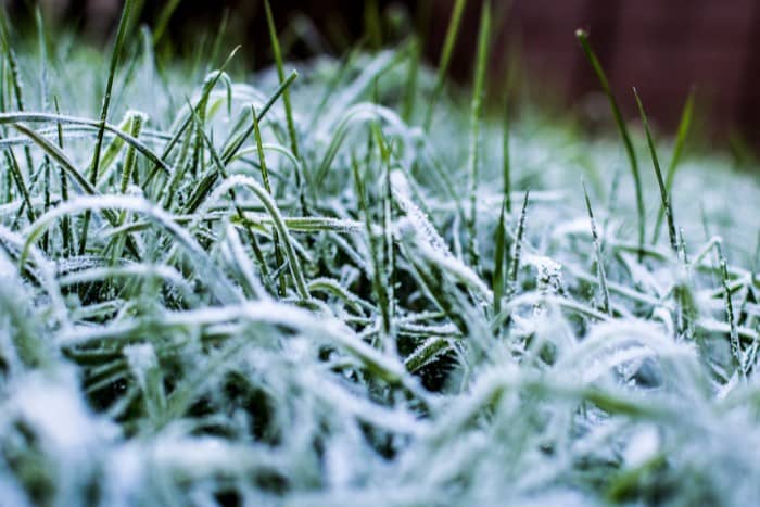 Close-up of frost-covered grass during winter season