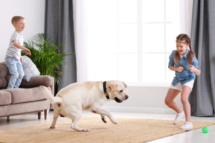 A boy and a girl enjoying playtime with their energetic dog in a bright living room