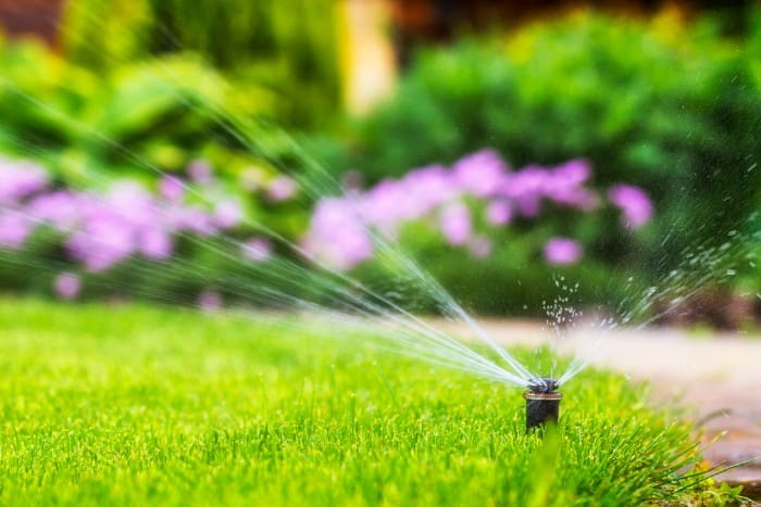 A garden sprinkler head watering a vibrant green lawn