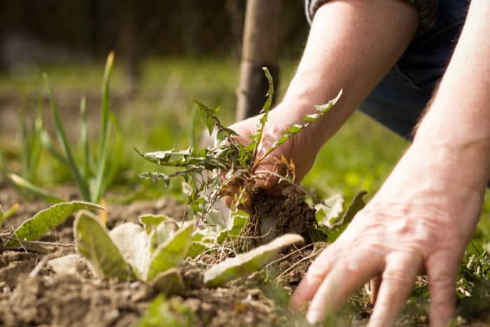 homeowner manually removing weeds from the soil