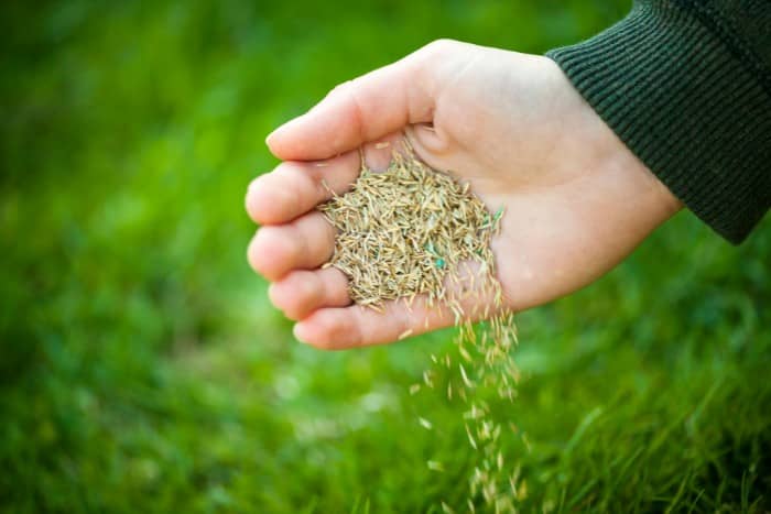 overseeding grass seeds on a lawn for winter preparation