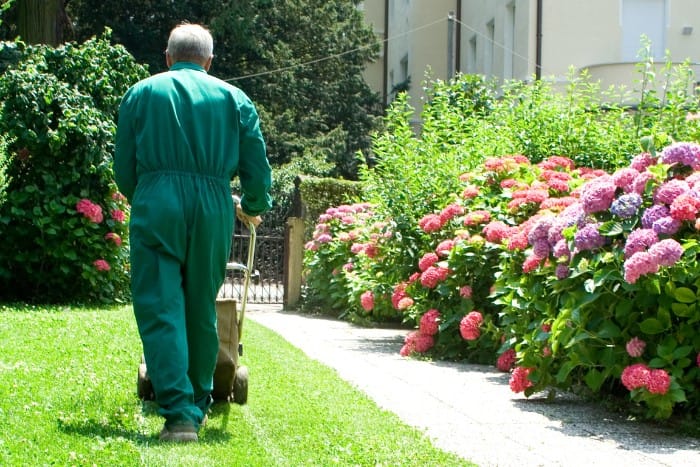 Professional lawn care worker mowing a vibrant green yard beside blooming hydrangeas