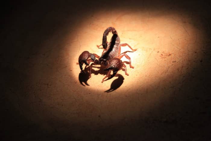 scorpion