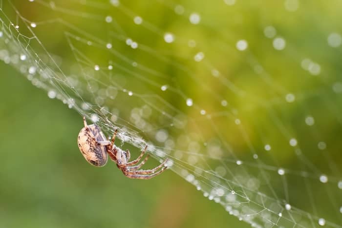 spider misting