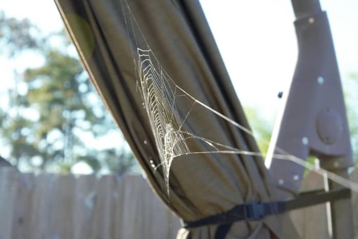 spider web on umbrella