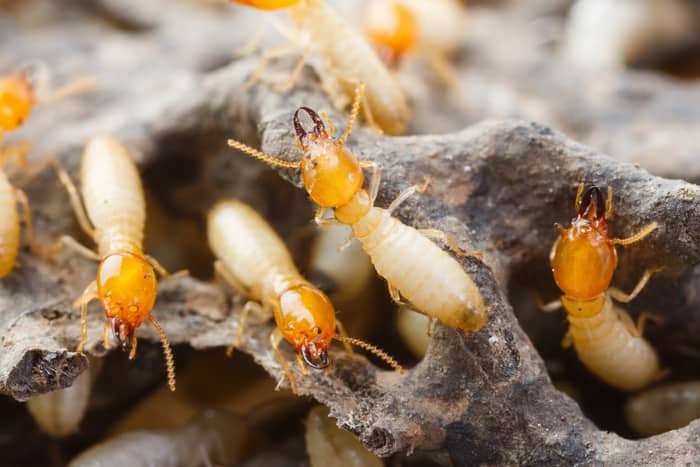 close-up of several termites on a piece of wood