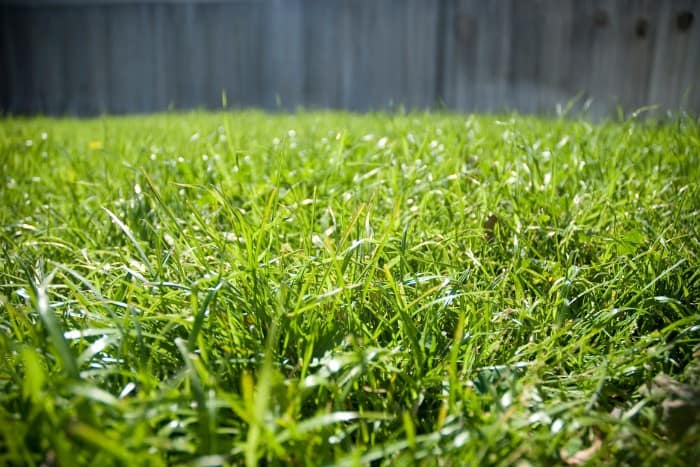 Close-up of Bermuda grass ideal grass variety for pet-friendly lawns