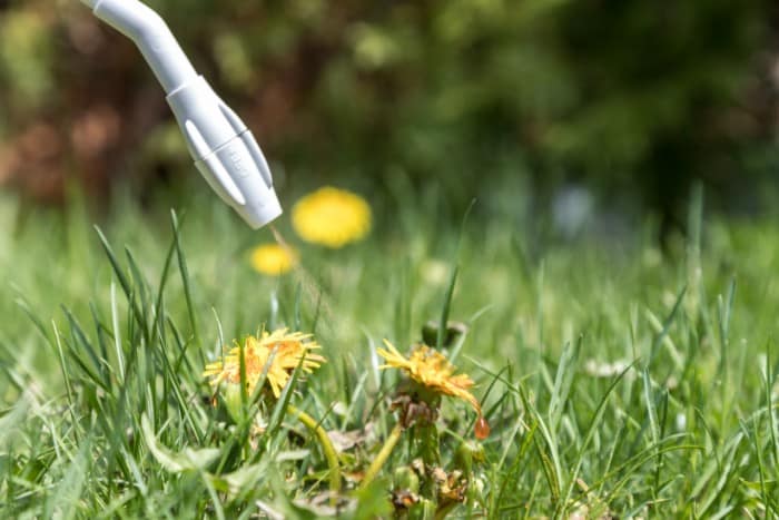 Using post-emergent herbicides to kill dandelions and prevent weed spread