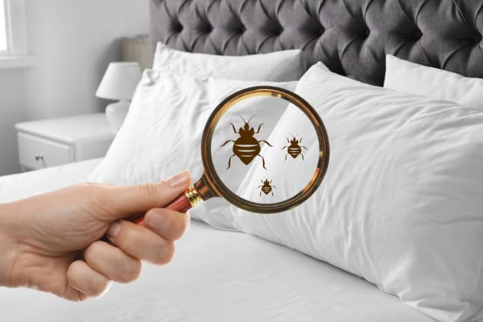 Magnified view of bed bugs on pillow symbolizing home infestation inspection